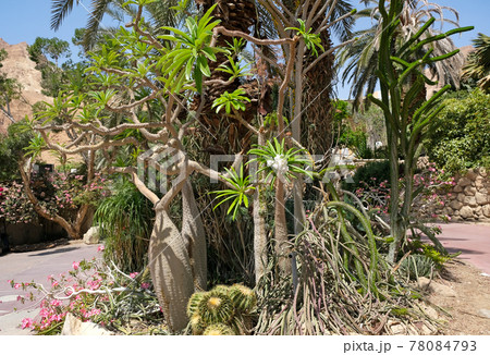 Blooming Pachypodium lamerei in the Ein Gedi Botanical Garden Blooming Pachypodium lamerei in the Ein Gedi Botanical Garden 78084793