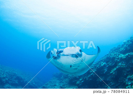 マンタ マンタ 78084911