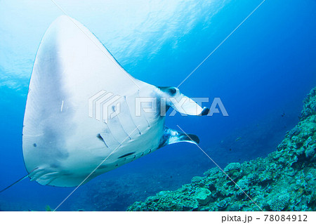 マンタ 78084912