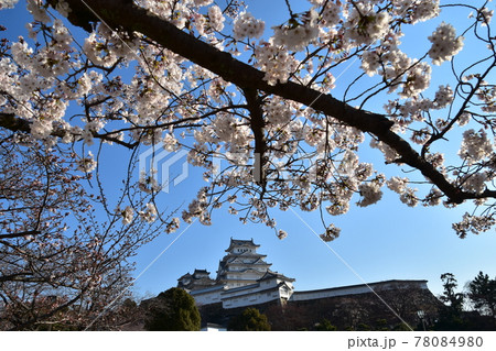 日本の兵庫県の姫路市　世界遺産で国宝でもある姫路城　春の桜と青空と立派な天守閣 78084980