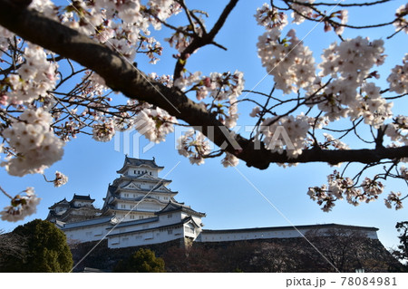 日本の兵庫県の姫路市 世界遺産で国宝でもある姫路城 春の桜と青空と立派な天守閣 日本の兵庫県の姫路市 世界遺産で国宝でもある姫路城 春の桜と青空と立派な天守閣 78084981
