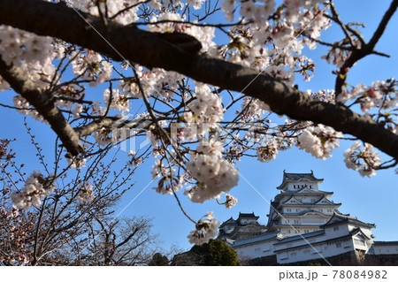 日本の兵庫県の姫路市　世界遺産で国宝でもある姫路城　春の桜と青空と立派な天守閣 78084982