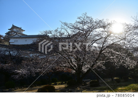 日本の兵庫県の姫路市 世界遺産で国宝でもある姫路城 春の桜と青空と立派な天守閣 日本の兵庫県の姫路市 世界遺産で国宝でもある姫路城 春の桜と青空と立派な天守閣 78085014