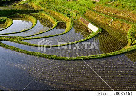 長谷の棚田 78085164