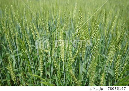 超強力小麦 銀河のちから 超強力小麦 銀河のちから 78086147