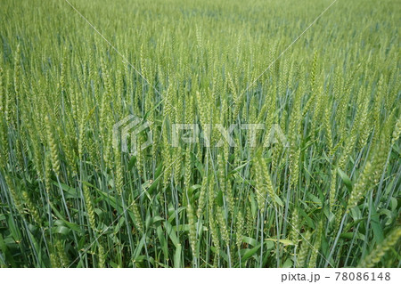 超強力小麦　銀河のちから 78086148