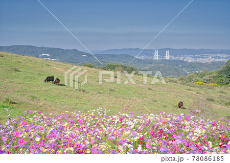 【兵庫県】淡路島　あわじ花さじきのコスモス畑 78086185