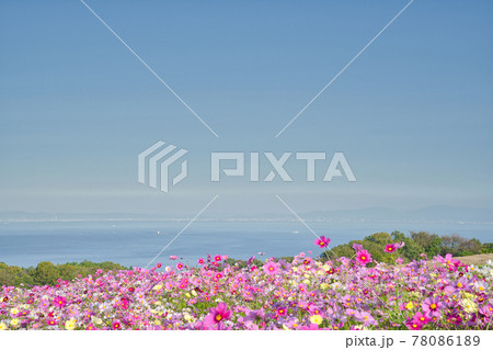【兵庫県】淡路島 あわじ花さじきのコスモス畑 【兵庫県】淡路島 あわじ花さじきのコスモス畑 78086189