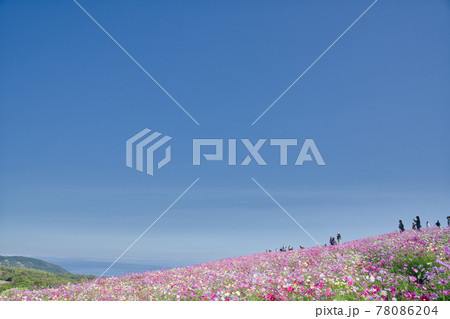 【兵庫県】淡路島　あわじ花さじきのコスモス畑 78086204