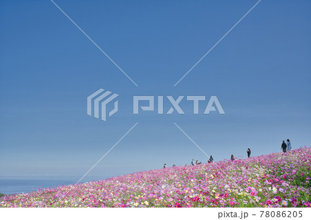 【兵庫県】淡路島 あわじ花さじきのコスモス畑 【兵庫県】淡路島 あわじ花さじきのコスモス畑 78086205