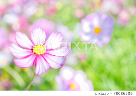 【兵庫県】淡路島　あわじ花さじきのコスモス畑 78086209