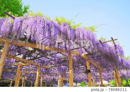 藤棚、新潟市、新潟県、日本 78086211
