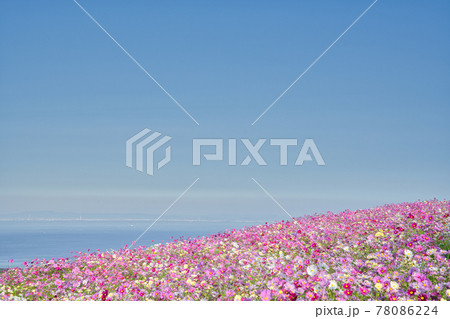 兵庫県 淡路島 あわじ花さじきのコスモス畑の写真素材