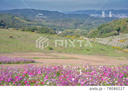 【兵庫県】淡路島 あわじ花さじきのコスモス畑 【兵庫県】淡路島 あわじ花さじきのコスモス畑 78086227