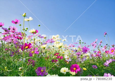 【兵庫県】淡路島　あわじ花さじきのコスモス畑 78086230