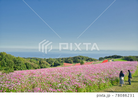 【兵庫県】淡路島 あわじ花さじきのコスモス畑 【兵庫県】淡路島 あわじ花さじきのコスモス畑 78086231