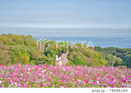 兵庫県 淡路島 あわじ花さじきのコスモス畑の写真素材