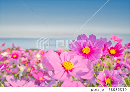 【兵庫県】淡路島 あわじ花さじきのコスモス畑 【兵庫県】淡路島 あわじ花さじきのコスモス畑 78086359