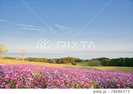 【兵庫県】淡路島 あわじ花さじきのコスモス畑 【兵庫県】淡路島 あわじ花さじきのコスモス畑 78086373