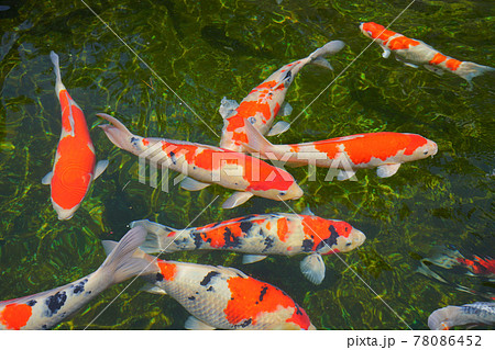 錦鯉、小千谷市、新潟県、日本 78086452