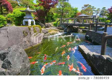 錦鯉、小千谷市、新潟県、日本 78086459