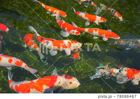 錦鯉、小千谷市、新潟県、日本 78086467