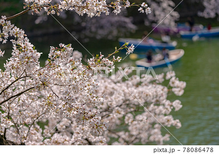 東京都千代田区九段の千鳥ヶ淵に咲く桜の写真素材 東京都千代田区九段の千鳥ヶ淵に咲く桜の写真素材