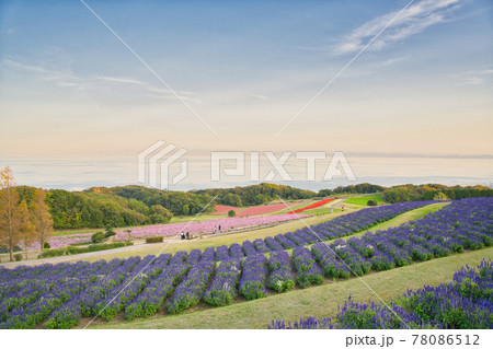 兵庫県 淡路島 あわじ花さじきのコスモス畑の写真素材