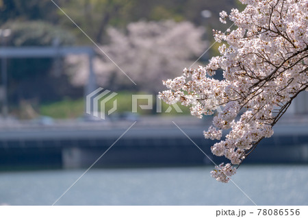 東京都千代田区九段の千鳥ヶ淵に咲く桜 東京都千代田区九段の千鳥ヶ淵に咲く桜 78086556