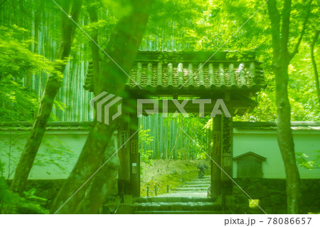 京都市西京区の地蔵院新緑を撮影 78086657