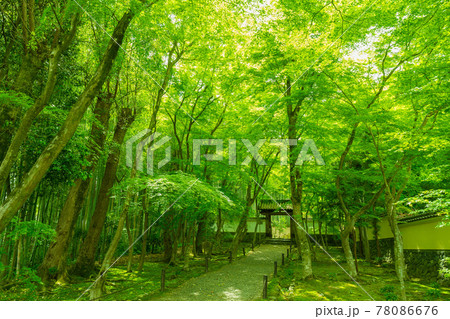 京都市西京区の地蔵院新緑を撮影 78086676