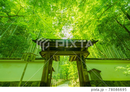 京都市西京区の地蔵院新緑を撮影 京都市西京区の地蔵院新緑を撮影 78086695