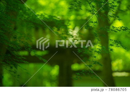 京都市西京区の地蔵院新緑を撮影 78086705