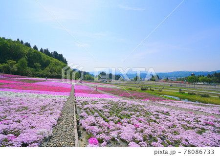 芝桜、魚沼市、新潟県、日本 芝桜、魚沼市、新潟県、日本 78086733