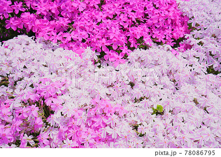 芝桜、魚沼市、新潟県、日本 芝桜、魚沼市、新潟県、日本 78086795