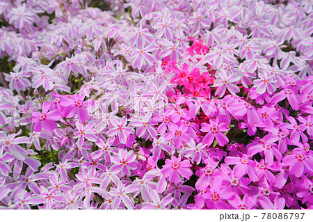 芝桜、魚沼市、新潟県、日本 78086797