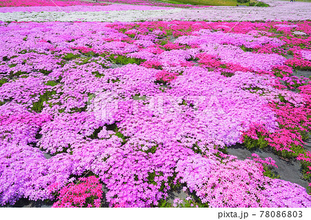 芝桜、魚沼市、新潟県、日本 78086803
