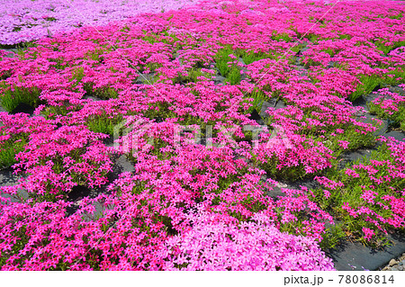 芝桜、魚沼市、新潟県、日本 芝桜、魚沼市、新潟県、日本 78086814