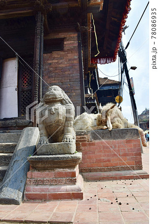 ネパールのカトマンズ盆地のバクタプルとヤギ ネパールのカトマンズ盆地のバクタプルとヤギ 78086935