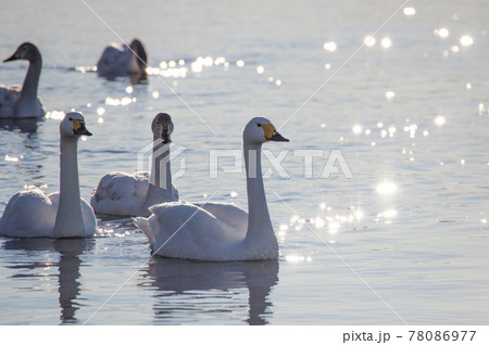 早朝の飛来地を泳ぐ白鳥 78086977