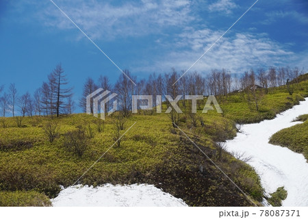 雪解けした熊笹と針葉樹林の斜面 78087371