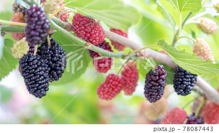 桑の実 78087443