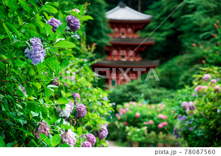 京都府木津川市加茂町の岩船寺の紫陽花を撮影 京都府木津川市加茂町の岩船寺の紫陽花を撮影 78087560