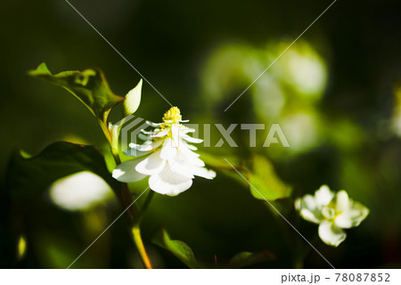 珍しい八重咲のドクダミ 78087852