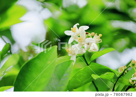 レモンの花 78087962