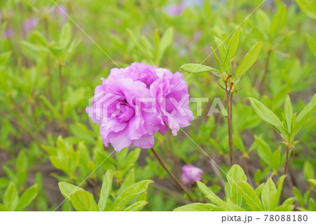 ヨドガワツツジ 78088180