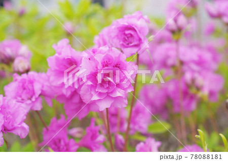 ヨドガワツツジ 78088181