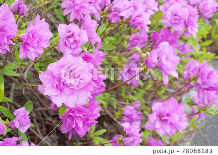 ヨドガワツツジ 78088183