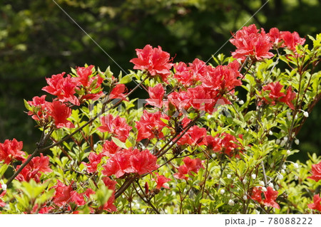 エゾヤマツツジ　蝦夷山躑躅　ヤマツツジ 78088222