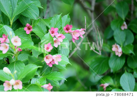 ハコネウツギの花 ハコネウツギの花 78088471